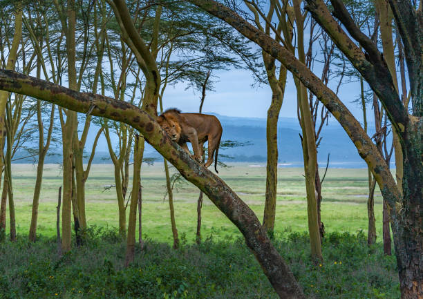 Lions In Lake Nakuru National Park